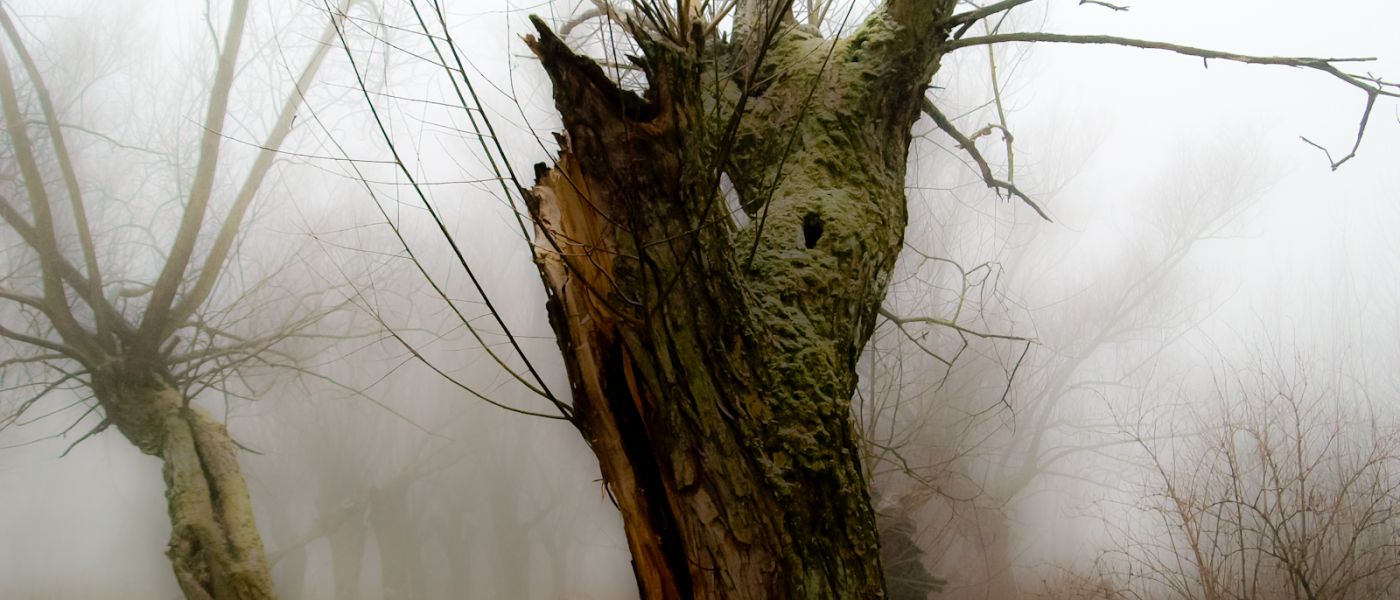 Wierzby z kamienia-27