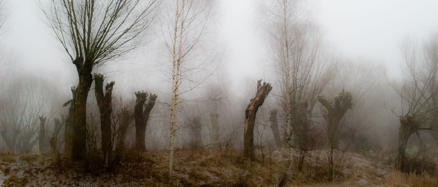 Wierzby z kamienia-37