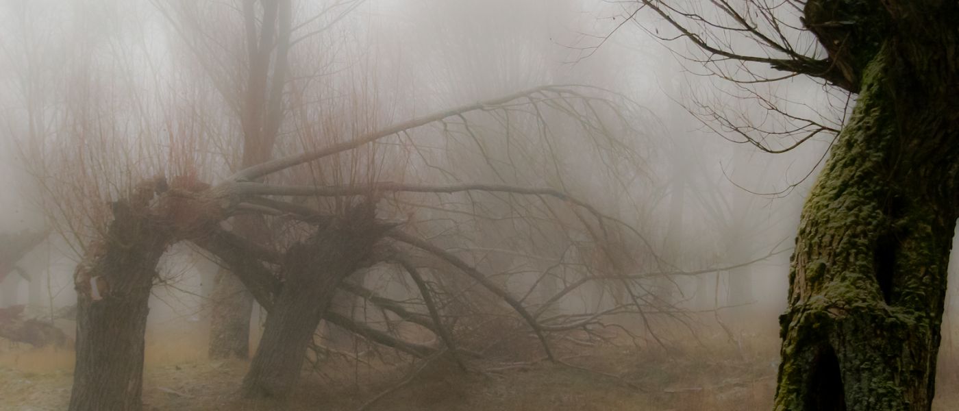 Wierzby z kamienia-36