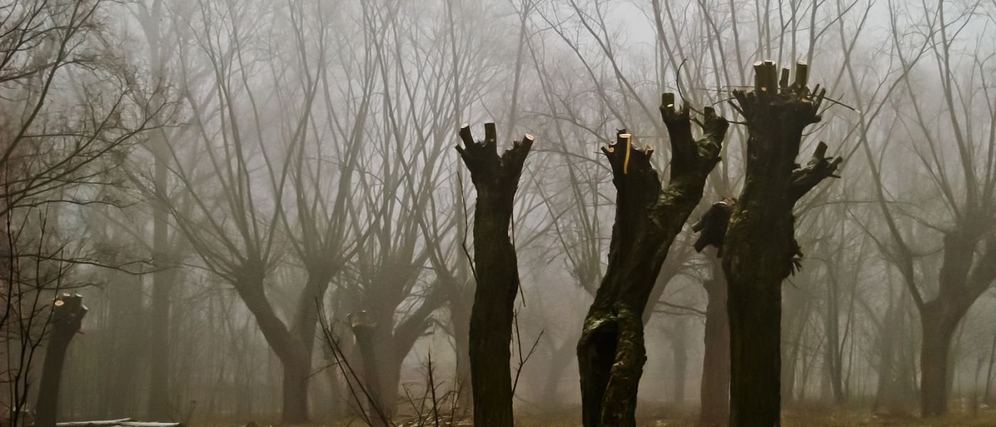 Wierzby z kamienia-34